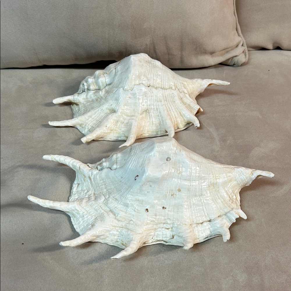 Two White Decorative Seashells